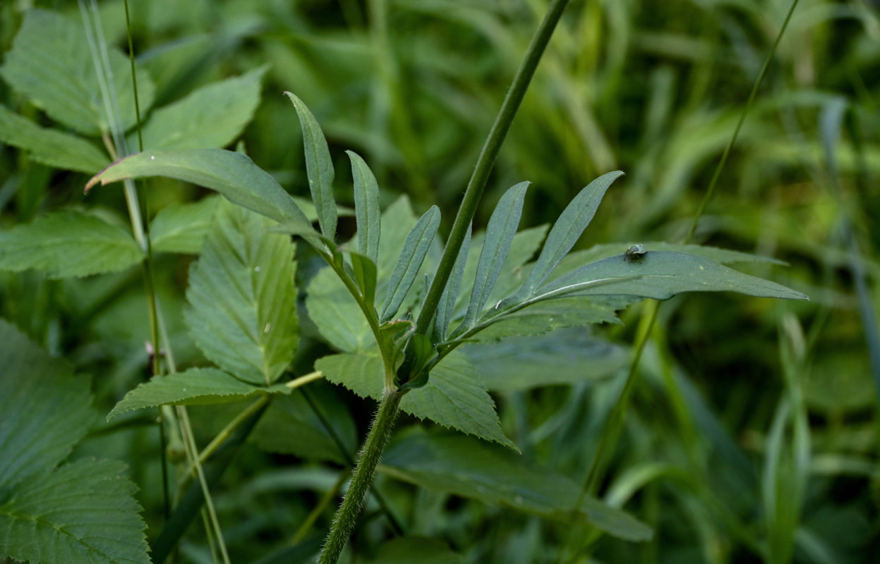 Image of Knautia arvensis specimen.