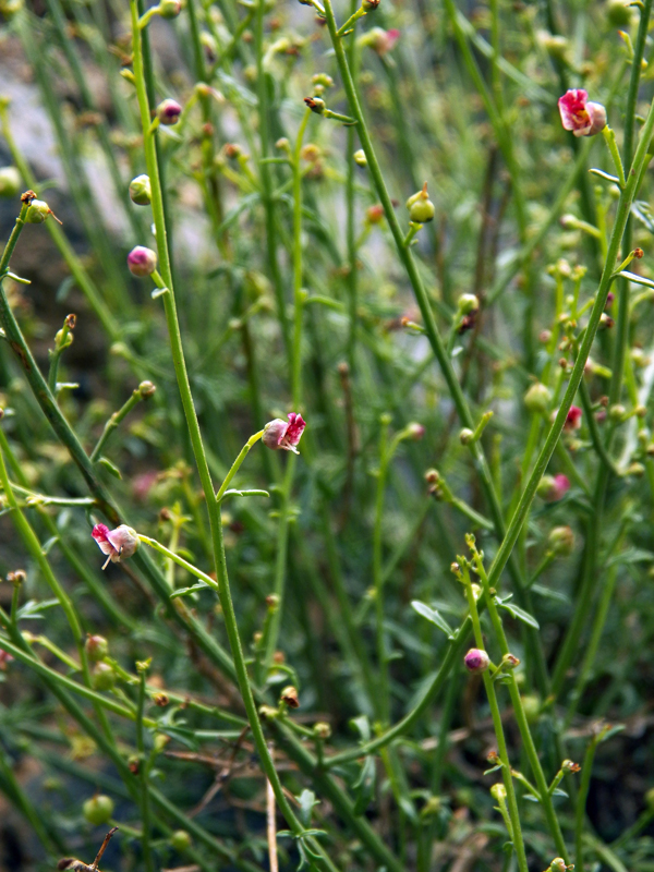 Image of genus Scrophularia specimen.