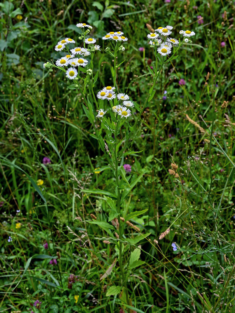 Image of Erigeron annuus specimen.