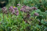 Eupatorium glehnii