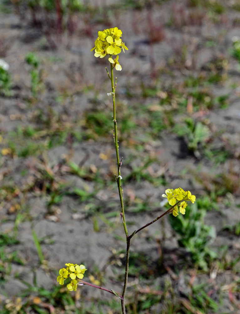 Image of Rapistrum rugosum specimen.