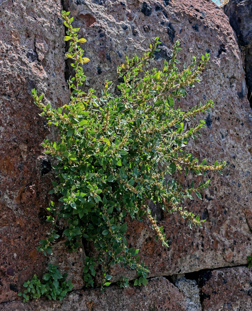 Image of Parietaria judaica specimen.