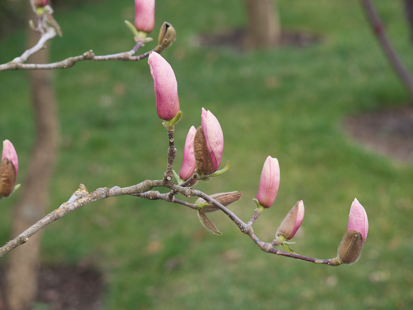 Image of Magnolia &times; soulangeana specimen.