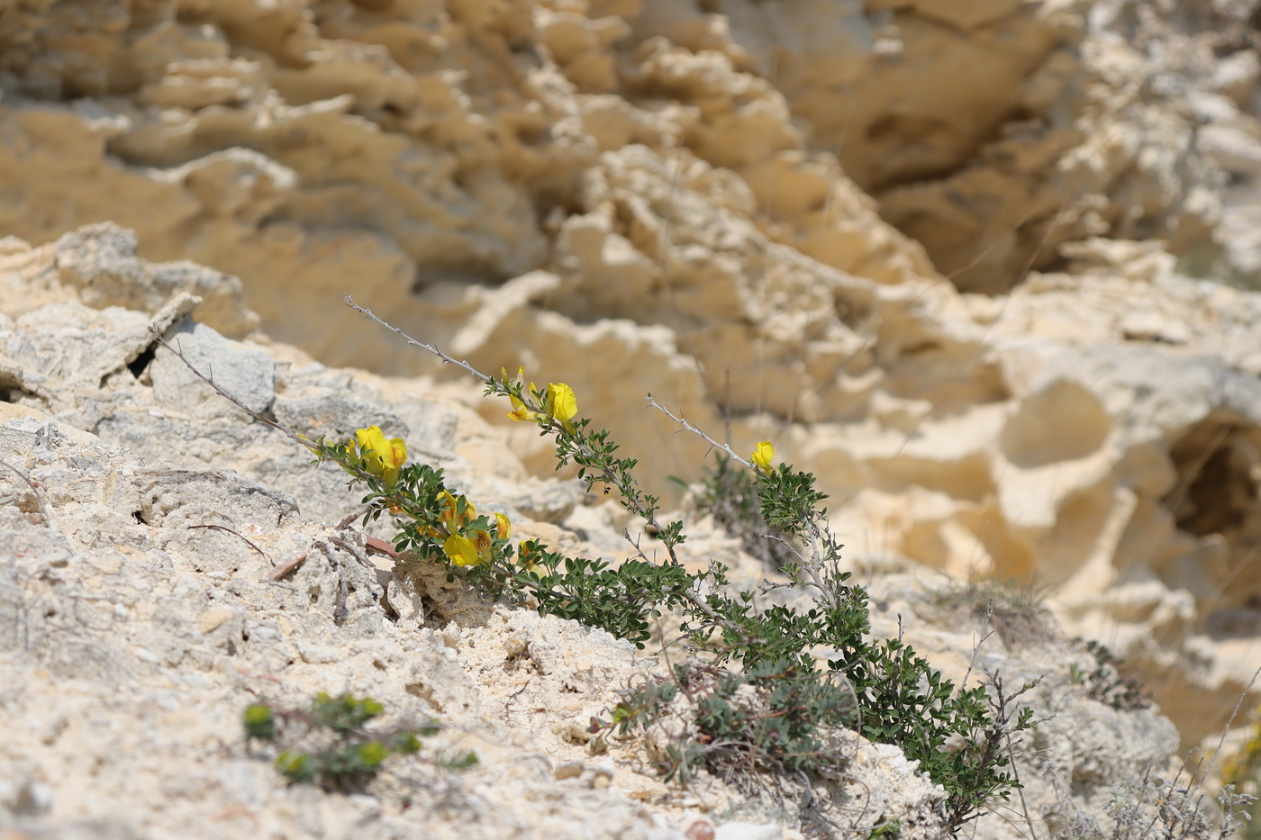 Изображение особи Chamaecytisus ruthenicus.