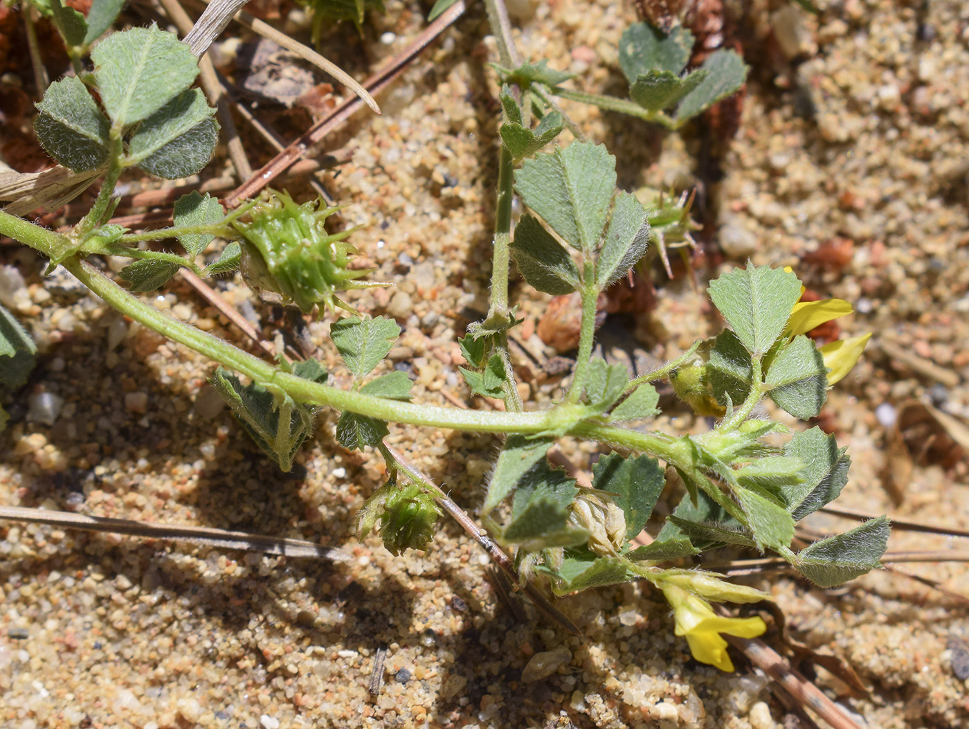 Image of Medicago littoralis specimen.