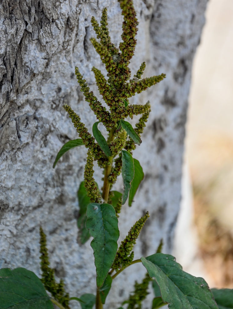 Изображение особи род Amaranthus.