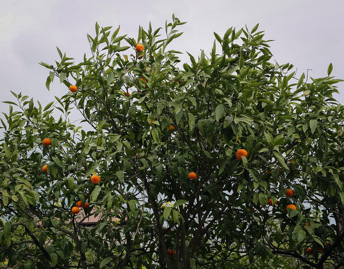 Image of Citrus reticulata specimen.