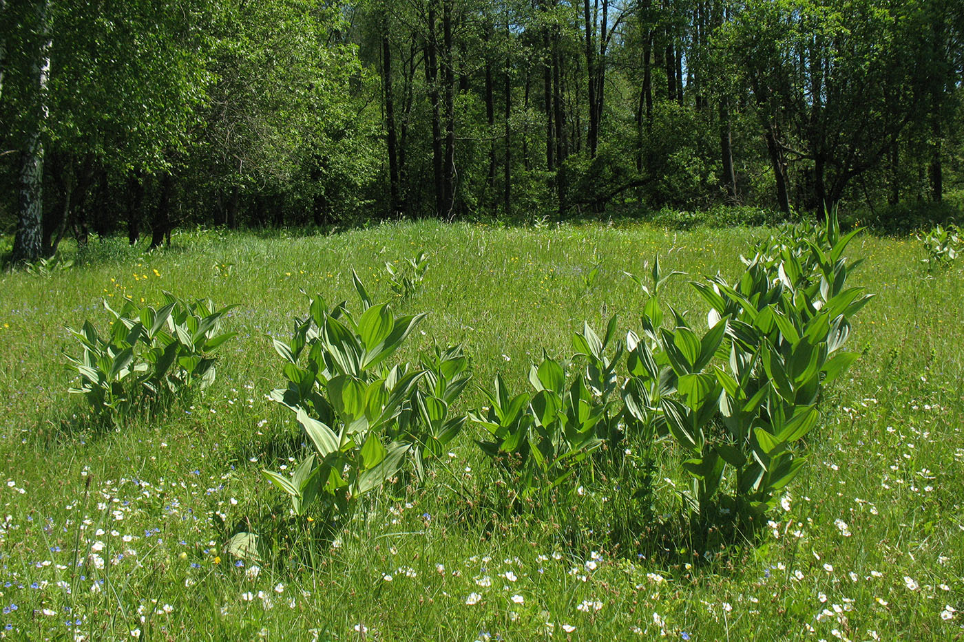 Изображение особи Veratrum lobelianum.