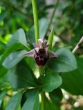 Смотреть изображение Ophrys oestrifera