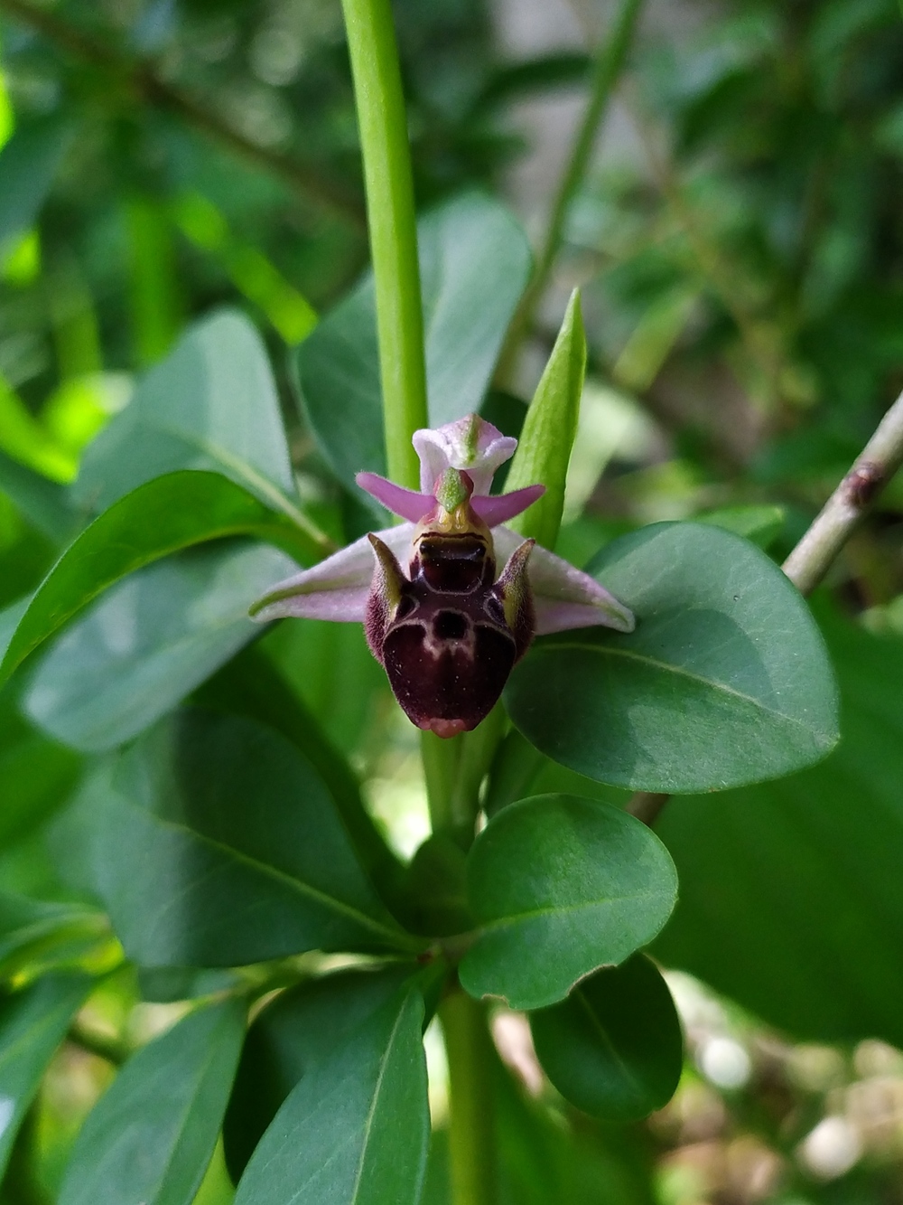 Изображение особи Ophrys oestrifera.