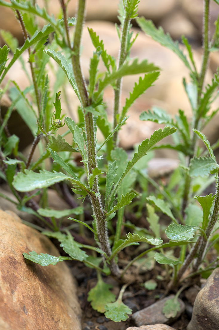 Image of Leucanthemum ircutianum specimen.