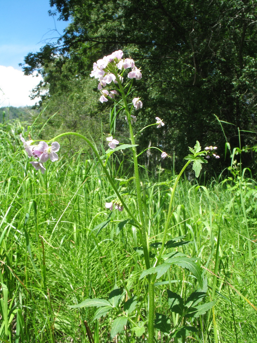 Изображение особи Cardamine macrophylla.