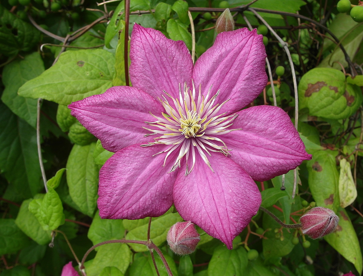 Image of Clematis &times; jackmanii specimen.