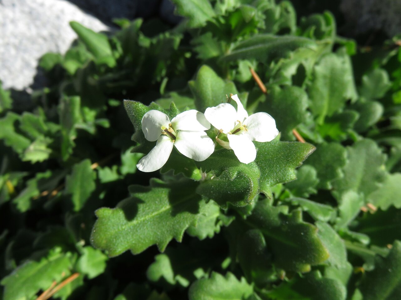 Image of Arabis alpina specimen.