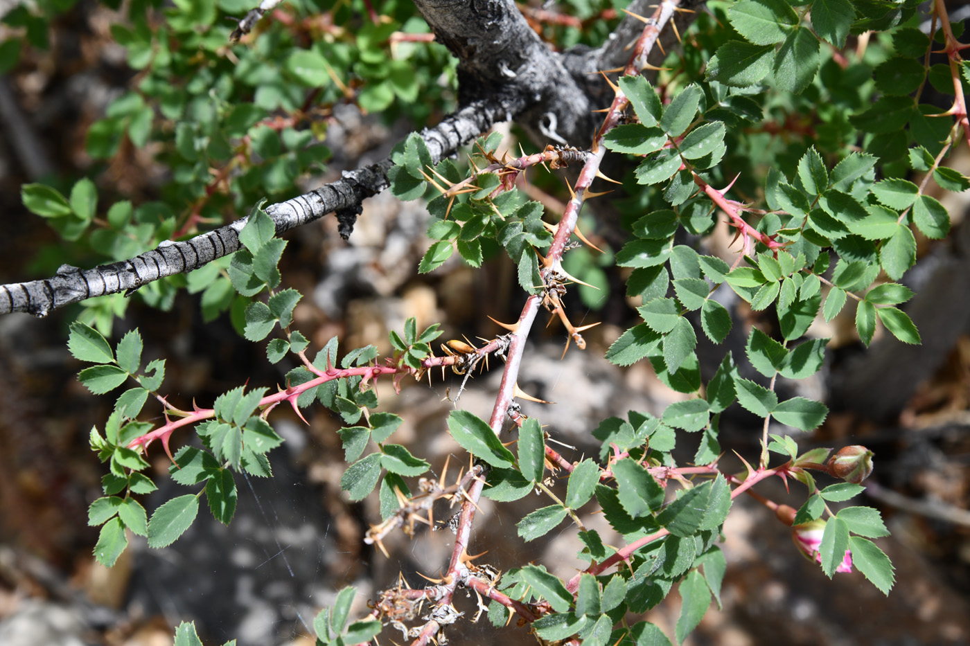 Image of genus Rosa specimen.