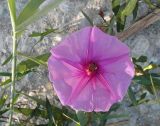 genus Ipomoea