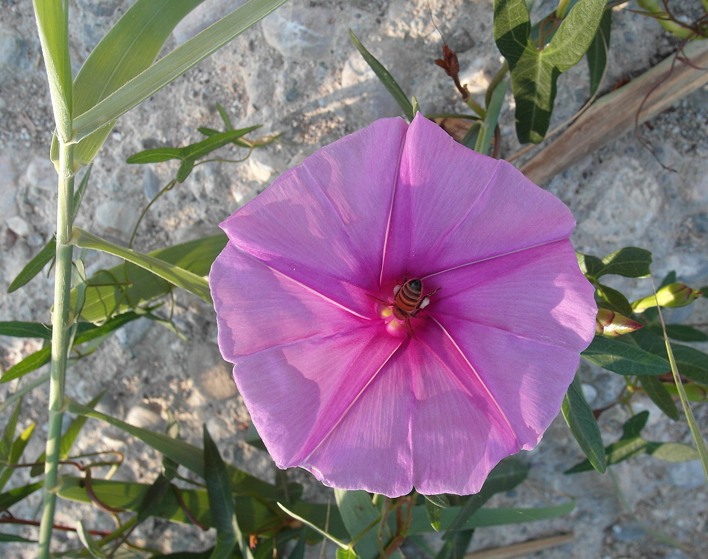 Image of genus Ipomoea specimen.