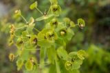 Euphorbia oblongifolia. Верхушка плодоносящего растения. Карачаево-Черкесия, Урупский р-н, хр. Загедан, долина Ацгарских озёр, ≈ 2500 м н.у.м., морена между средними озёрами, каменистый склон. 09.08.2024.