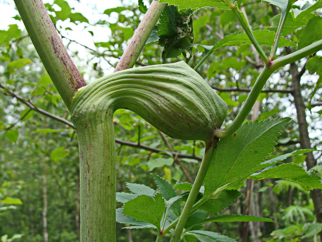 Image of Angelica cincta specimen.