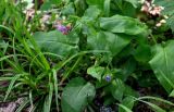 Pulmonaria obscura