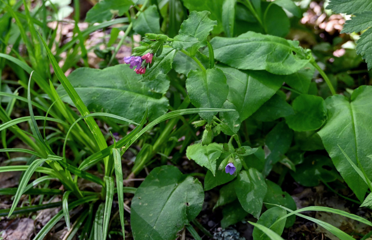 Image of Pulmonaria obscura specimen.