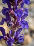 Salvia tesquicola. Часть соцветия. Крым, Южный Берег, окр. пос. Новый Свет, Тропа Голицына, мыс Пещерный, каменистый склон. 07.06.2024.