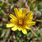 Scorzoneroides autumnalis. Соцветие-корзинка. Хабаровский край, окр. г. Комсомольск-на-Амуре, зарастающий пустырь. 04.10.2024.