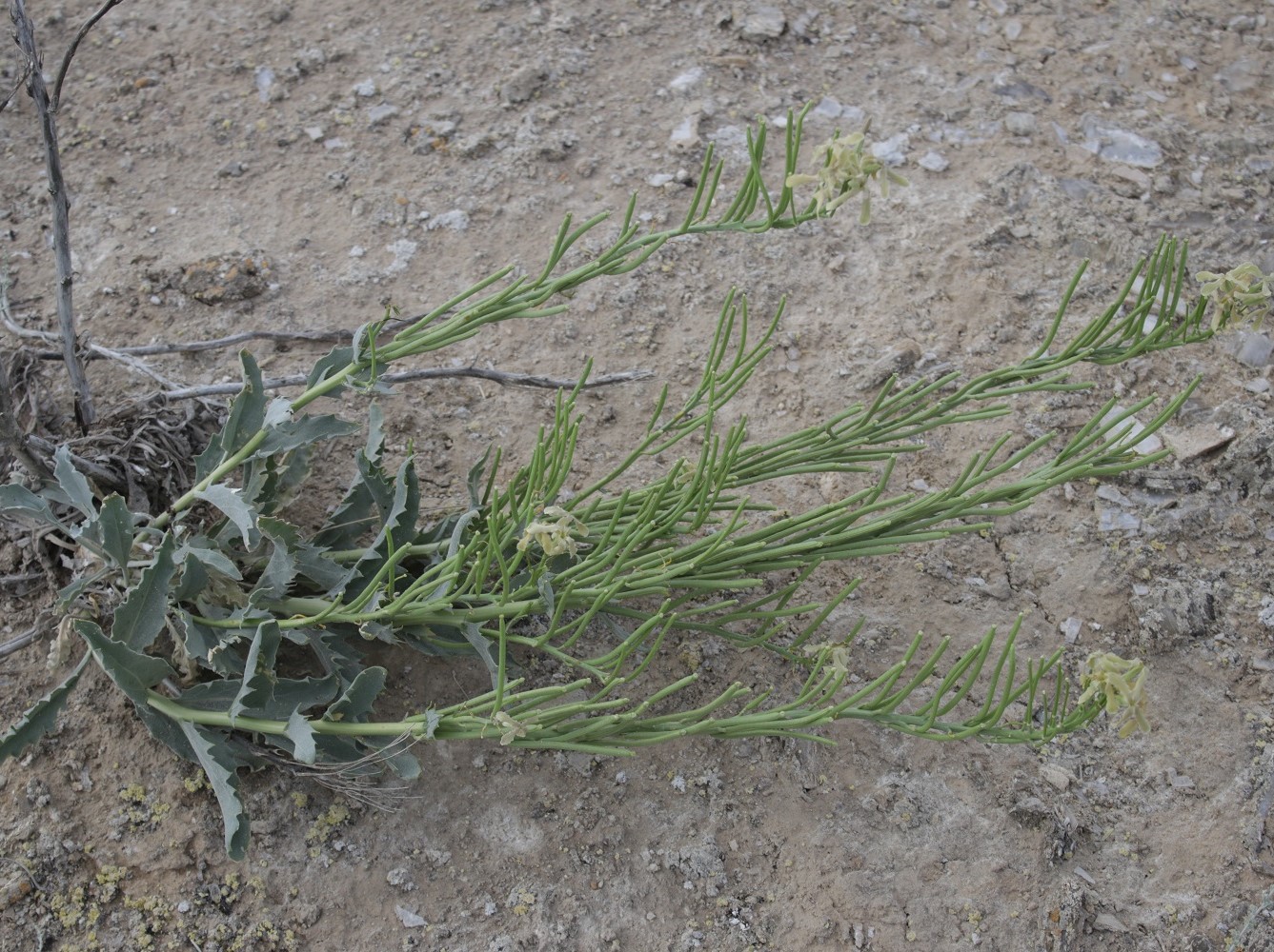 Image of Matthiola superba specimen.