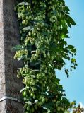 Humulus lupulus. Верхушки побегов с соплодиями. Московская обл., окр. г. Железнодорожный, дол. р. Чёрная, у дороги. 26.08.2024.