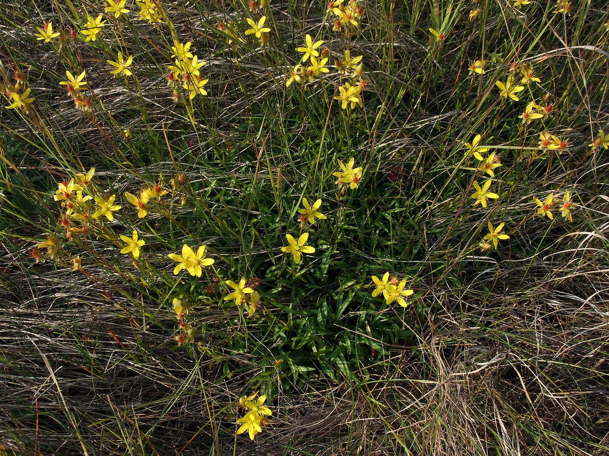 Image of Saxifraga hirculus specimen.