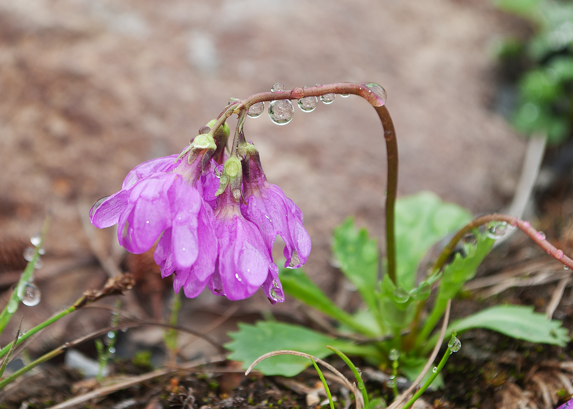 Image of Primula cuneifolia specimen.