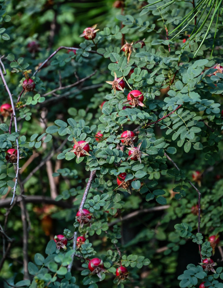 Image of genus Rosa specimen.