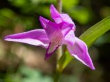 Cephalanthera rubra. Цветок. Крым, Южный берег, окр. с. Соколиного, Большой Каньон Крыма, дол. р. Коккозка, лиственный лес. 31.05.2024.