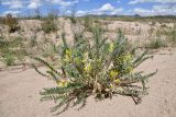 Astragalus rubtzovii