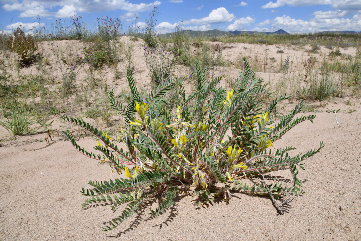 Изображение особи Astragalus rubtzovii.