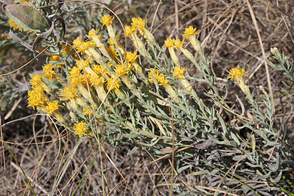 Image of Galatella villosa specimen.