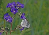 Polemonium caeruleum. Верхушка соцветия с цветками, бутонами и питающейся бабочкой Aporia crataegi. Московская обл., Раменский р-н, окр. ж.-д. платформы Хрипань, просека под ЛЭП. 13.06.2014.
