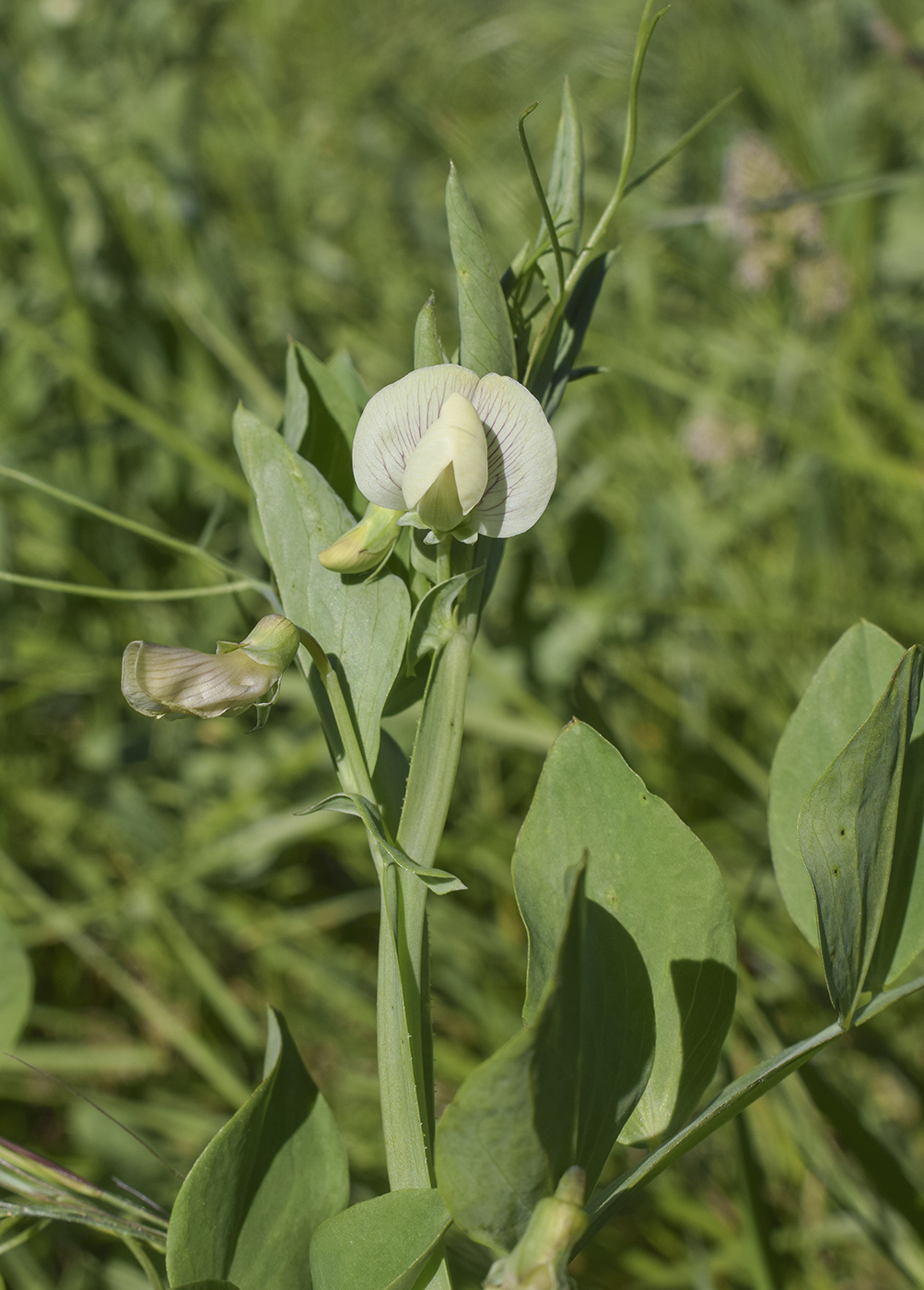 Image of Lathyrus ochrus specimen.