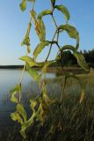 Potamogeton perfoliatus. Извлечённые из воды побеги. Беларусь, Витебская обл., дер. Сурмино, оз. Белое, мелководье. 20.08.2024.
