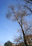 род Fraxinus. Крона взрослого дерева с прошлогодними плодами. Беларусь, г. Минск, Центральный р-н, Верхний город, пл. Свободы, сквер у Ратуши, в культуре. 15.04.2025.