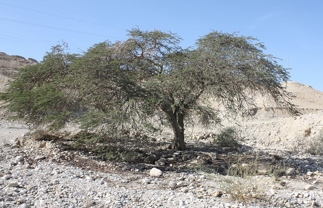 Image of Vachellia tortilis ssp. raddiana specimen.