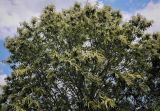 View full-size image Castanea sativa