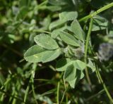View full-size image Trigonella rotundifolia