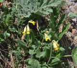 View full-size image Primula macrocalyx