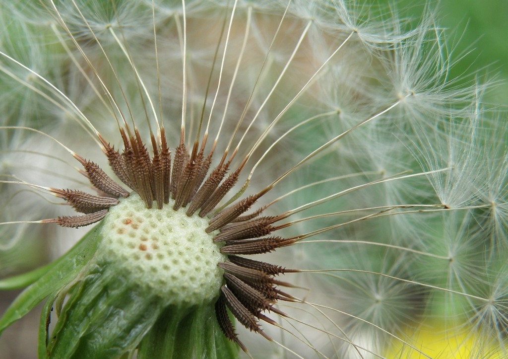 Image of genus Taraxacum specimen.