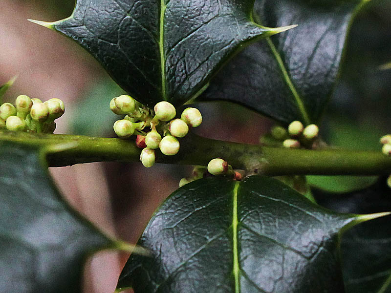 Image of Ilex colchica specimen.