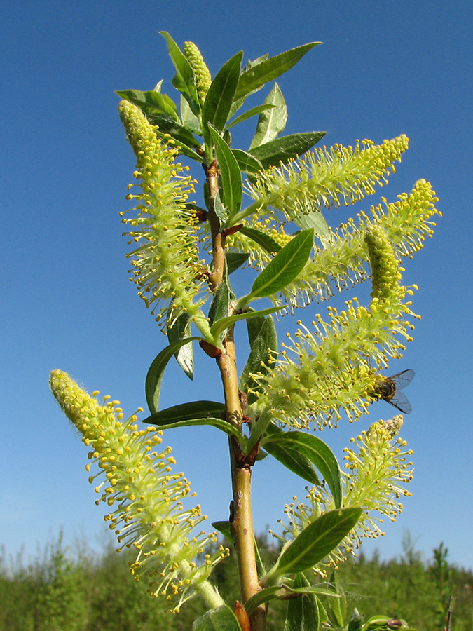 Изображение особи Salix triandra.