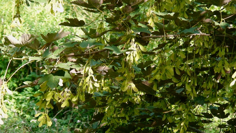 Image of Acer pseudoplatanus specimen.