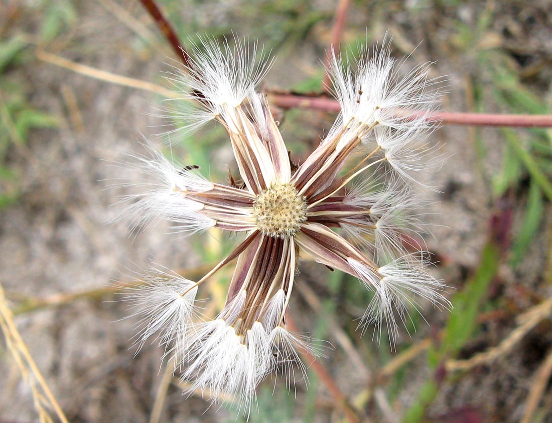 Изображение особи Crepis rhoeadifolia.