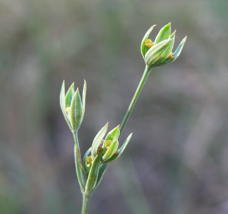 Image of Bupleurum tenuissimum specimen.